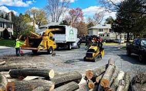 Why Choose Our Tree Removal Services in Anthony, NM?