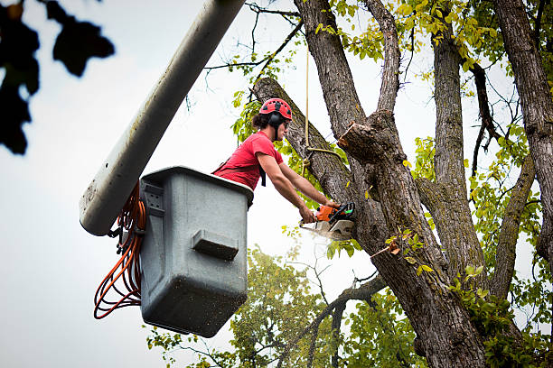 Best Tree Risk Assessment  in Anthony, NM