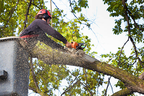 Professional  Tree Services in Anthony, NM